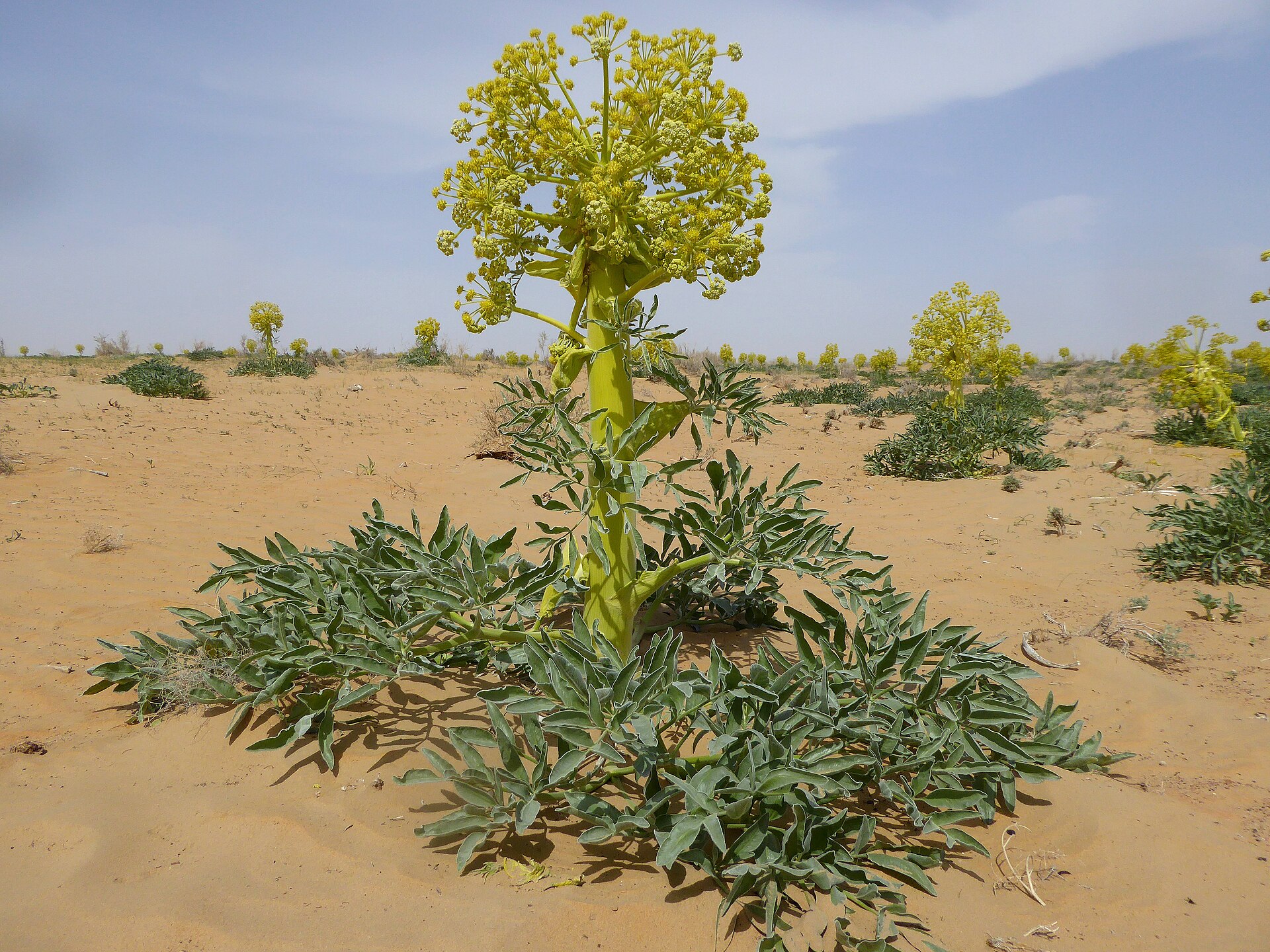 عکس بوته گیاه آنغوزه